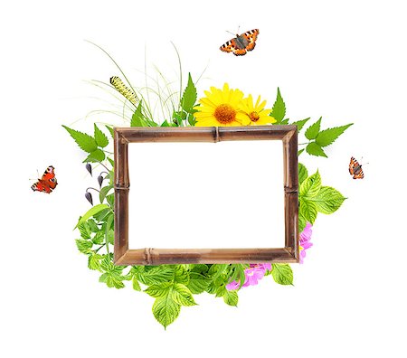 simsearch:400-06069768,k - Message of nature. Bamboo frame with summer flowers, green leaves and insect. Isolated on white background Stock Photo - Budget Royalty-Free & Subscription, Code: 400-08188721