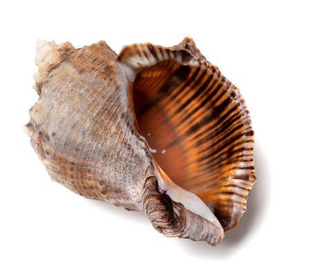 Shell from rapana venosa. Isolated on white background. Stock Photo - Budget Royalty-Free & Subscription, Code: 400-08188926