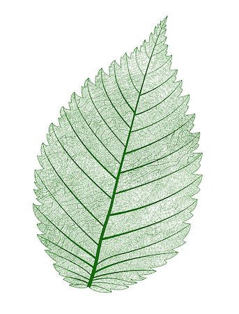 simsearch:400-05698489,k - Vector macro realistic leaf isolated. Beautiful illustration. Stock Photo - Budget Royalty-Free & Subscription, Code: 400-08189895