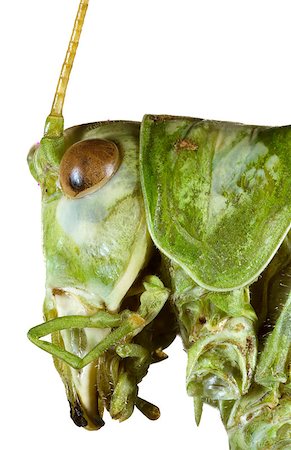 Extreme Macro shoot of Bush Grasshopper Head Photographie de stock - Aubaine LD & Abonnement, Code: 400-08194286