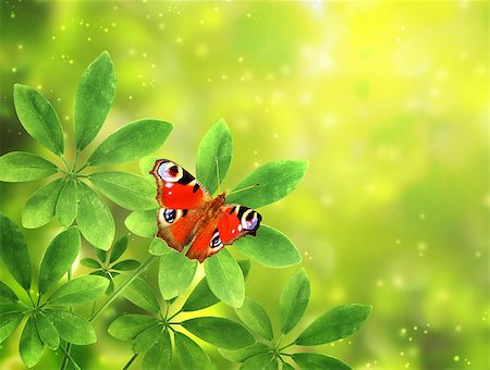 simsearch:400-06069768,k - Green leaves and butterfly peacock on sunny background Stock Photo - Budget Royalty-Free & Subscription, Code: 400-08195862