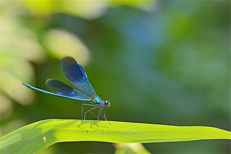 dragonfly - dragonfly in forest (coleopteres splendens) Stock Photo - Budget Royalty-Free & Subscription, Code: 400-08196391