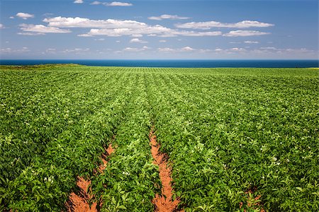 potato field - Rows of potato plants growing in large farm field at Prince Edward Island, Canada Stock Photo - Budget Royalty-Free & Subscription, Code: 400-08197397