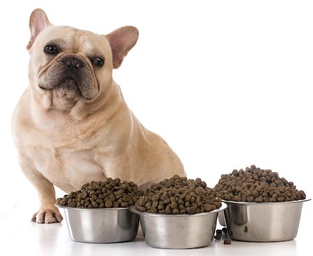 piles of bones - picky eater - french bulldog refusing to eat on white background Stock Photo - Budget Royalty-Free & Subscription, Code: 400-08191011