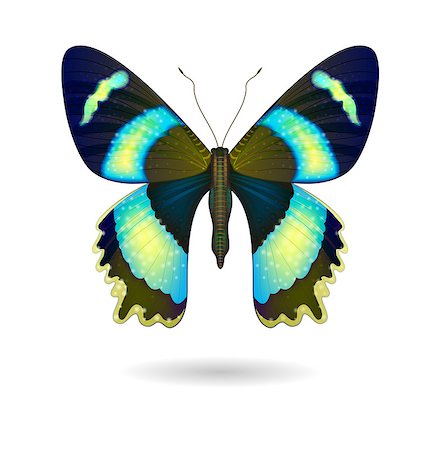simsearch:400-06101053,k - Vector  beautiful bright Butterfly isolated. EPS 10 Photographie de stock - Aubaine LD & Abonnement, Code: 400-08191406