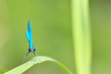simsearch:400-04710191,k - dragonfly in forest (coleopteres splendens) Stock Photo - Budget Royalty-Free & Subscription, Code: 400-08191425