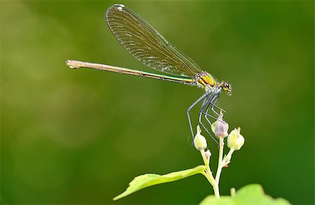 simsearch:400-04710191,k - dragonfly in forest (coleopteres splendens) Stock Photo - Budget Royalty-Free & Subscription, Code: 400-08191426