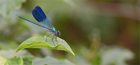 simsearch:400-04710191,k - dragonfly in forest (coleopteres splendens) Stock Photo - Budget Royalty-Free & Subscription, Code: 400-08192173