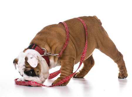 dogs misbehaving - leash training a puppy - bulldog - three months old Stock Photo - Budget Royalty-Free & Subscription, Code: 400-08192658