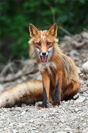 seeing eye dog - Wildlife of Kamchatka: beautiful red fox sitting on the rocks. Russia, Far East, Kamchatka Peninsula. Stock Photo - Budget Royalty-Free & Subscription, Code: 400-08254753