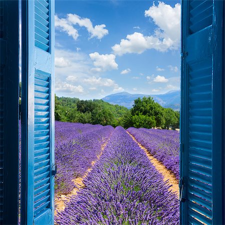 flower field dramatic - Lavender field with summer blue sky through wooden shutters, France Stock Photo - Budget Royalty-Free & Subscription, Code: 400-08254953