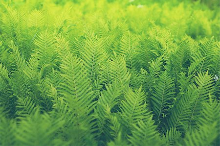 fores shrubs green fern background vintage style Stock Photo - Budget Royalty-Free & Subscription, Code: 400-08255109
