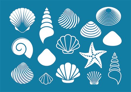 simsearch:400-08646884,k - Set of various white sea shells and starfish Stock Photo - Budget Royalty-Free & Subscription, Code: 400-08256258
