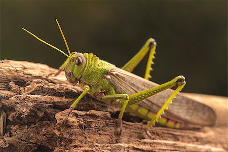 Giant grasshopper on the trunk of a tree. Stock Photo - Budget Royalty-Free & Subscription, Code: 400-08256566