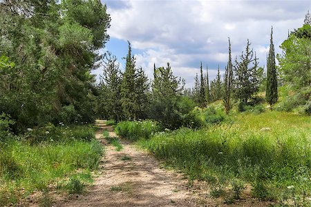 Empty hiking trail in the pine tree and cypress woods Stock Photo - Budget Royalty-Free & Subscription, Code: 400-08250595