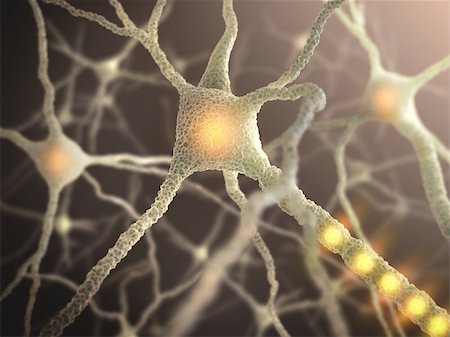 Interconnected neurons transferring information with electrical pulses. Stock Photo - Budget Royalty-Free & Subscription, Code: 400-08250675