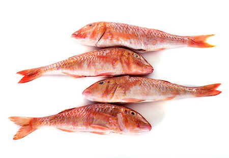 red snapper - Red mullet in front of white background Stock Photo - Budget Royalty-Free & Subscription, Code: 400-08260473