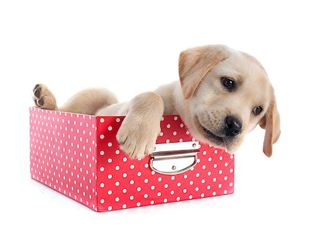 simsearch:400-07421530,k - purebred puppy labrador retriever and box  in a studio Stock Photo - Budget Royalty-Free & Subscription, Code: 400-08261545
