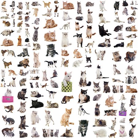 simsearch:400-06391487,k - group of cats in front of white background Stock Photo - Budget Royalty-Free & Subscription, Code: 400-08261541