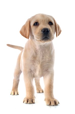 simsearch:400-07421530,k - purebred puppy labrador retriever in a studio Stock Photo - Budget Royalty-Free & Subscription, Code: 400-08261543
