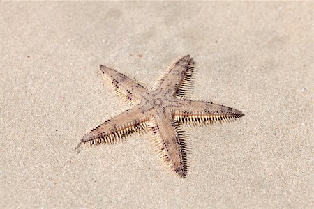 simsearch:400-04638536,k - Seastar on the sand of the sea beach Stock Photo - Budget Royalty-Free & Subscription, Code: 400-08287426