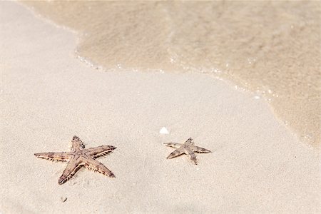 simsearch:400-04638536,k - Seastars on the sand of the sea beach Stock Photo - Budget Royalty-Free & Subscription, Code: 400-08287427