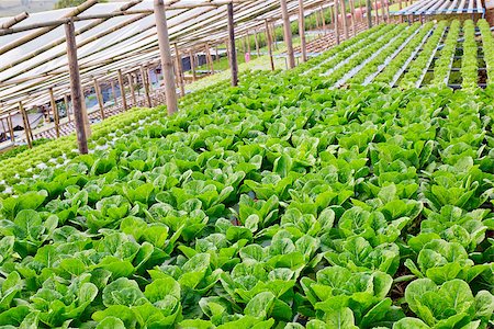 Organic hydroponic vegetable cultivation farm. Stock Photo - Budget Royalty-Free & Subscription, Code: 400-08282705