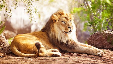 simsearch:400-04836462,k - Beautiful large African Lion laying down with trees in the background Foto de stock - Super Valor sin royalties y Suscripción, Código: 400-08282723