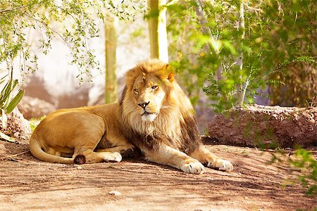 simsearch:400-04836462,k - A large African Lion laying down on the ground in a jungle setting Foto de stock - Super Valor sin royalties y Suscripción, Código: 400-08282753