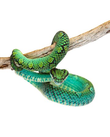 Trimeresurus trigonocephalus, also known as Sri Lankan Palm Viper, a venomous tree snake found in the grasslands and rainforests of Sri Lanka Stock Photo - Budget Royalty-Free & Subscription, Code: 400-08282763