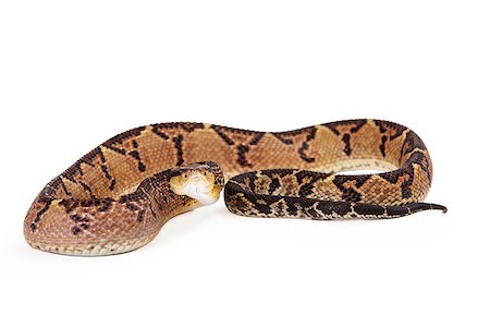 Lacheiss muta stenophrys, also known as Central American Bushmaster, a venomous pit viper snake found mainly in Central America and South America Stock Photo - Budget Royalty-Free & Subscription, Code: 400-08282789