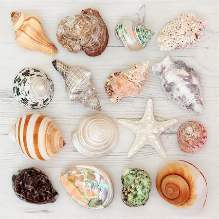 simsearch:400-04571534,k - Sea shell selection on a distressed wooden background. Stock Photo - Budget Royalty-Free & Subscription, Code: 400-08294092