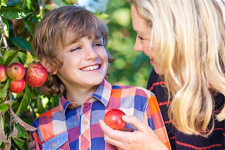 family apple orchard - Mother and son, boy child and woman, laughing together, picking and eating an apple in an orchard outside in summer sunshine Stock Photo - Budget Royalty-Free & Subscription, Code: 400-08297648
