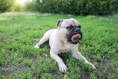 simsearch:400-05200802,k - bullmastiff lying on the green grass Stock Photo - Budget Royalty-Free & Subscription, Code: 400-08290887