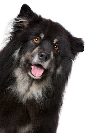 simsearch:400-05732928,k - Finnish Lapphund in front of a white background Stock Photo - Budget Royalty-Free & Subscription, Code: 400-08316928