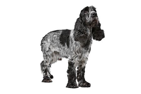 simsearch:400-05732928,k - Dark blue roan Cocker Spaniel in front of a white background Stock Photo - Budget Royalty-Free & Subscription, Code: 400-08316929