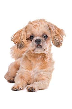 simsearch:400-05732928,k - Mixed breed dog in front of a white background Stock Photo - Budget Royalty-Free & Subscription, Code: 400-08318815