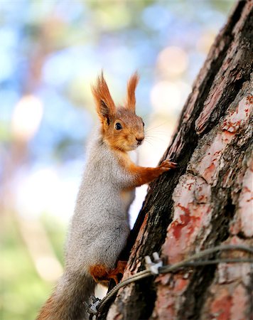 simsearch:400-08154053,k - Beautiful portrait of a squirrel is photographed close-up Stock Photo - Budget Royalty-Free & Subscription, Code: 400-08319677