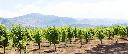 simsearch:846-05647552,k - panorama of vineyards in napa valley, california Stock Photo - Budget Royalty-Free & Subscription, Code: 400-08313913