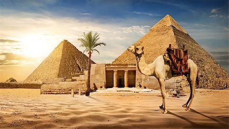 simsearch:400-05098768,k - Camel near entrance to pyramid of Cheops Stock Photo - Budget Royalty-Free & Subscription, Code: 400-08334943