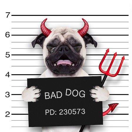 halloween devil pug dog crying in a mugshot, caught on with photo  camera, in police station jail Stock Photo - Budget Royalty-Free & Subscription, Code: 400-08335232