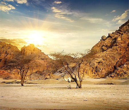 simsearch:400-04121488,k - Camel in mountains of sand desert at sunset Foto de stock - Super Valor sin royalties y Suscripción, Código: 400-08336471