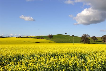 Golden canola flowering in springtime in Cowra, Central West NSW, Australia Stock Photo - Budget Royalty-Free & Subscription, Code: 400-08336580