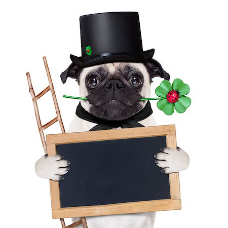 pug dog as chimney sweeper with four leaf clover  behind blackboard or placard, celebrating and toasting for new years eve, isolated on white background Stock Photo - Budget Royalty-Free & Subscription, Code: 400-08336801