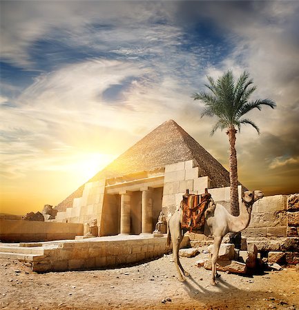 simsearch:400-05098768,k - Sunset over pyramid and camel in desert Stock Photo - Budget Royalty-Free & Subscription, Code: 400-08337001