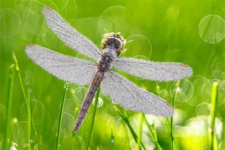 dragonfly - Beautiful dragonfly on flower stem over green blurred background Stock Photo - Budget Royalty-Free & Subscription, Code: 400-08337084