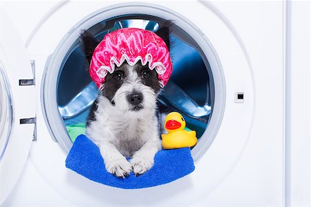 simsearch:400-08164465,k - dog inside a washing machine ready to clean the  dirt, wearing a shower cap , towel and rubber duck as companion Stock Photo - Budget Royalty-Free & Subscription, Code: 400-08337354