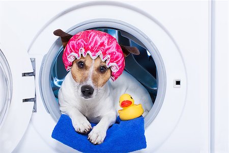 simsearch:400-08164465,k - dog inside a washing machine ready to clean the  dirt, wearing a shower cap , towel and rubber duck as companion Stock Photo - Budget Royalty-Free & Subscription, Code: 400-08337352
