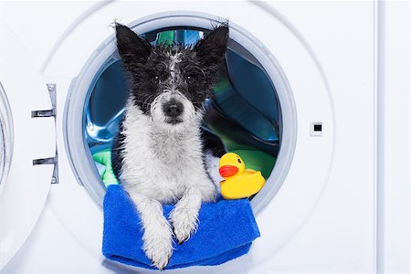 simsearch:400-08164465,k - wet dog inside a washing machine ready to clean the  dirt, towel and rubber duck as companion Stock Photo - Budget Royalty-Free & Subscription, Code: 400-08337353