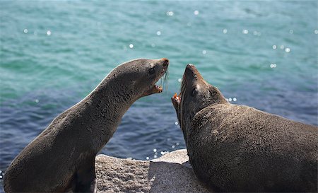 simsearch:400-04533218,k - Pup and adult Australian fur seal arguing fighting interaction Stock Photo - Budget Royalty-Free & Subscription, Code: 400-08337373